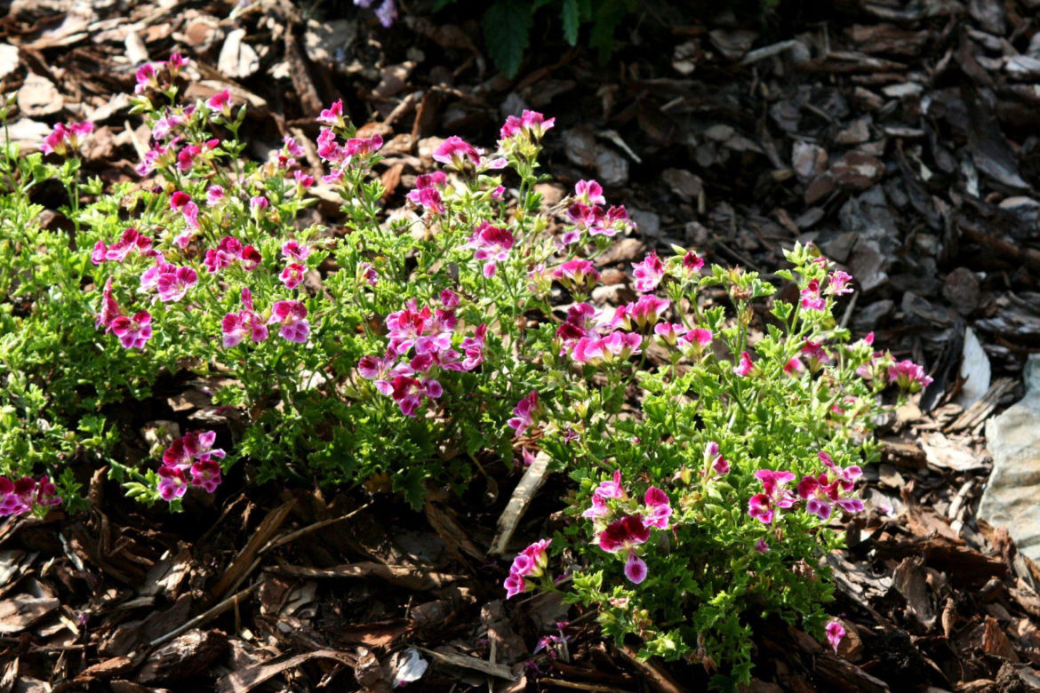 Pelargonie angielskie