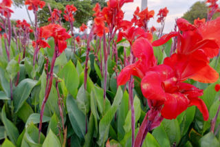 Kiedy sadzić paciorecznik? [Porada eksperta]