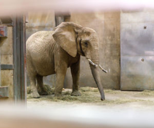 Przyjechały z Niemiec, by dołączyć do poznańskiego stada. Trzy słonice są już w zoo