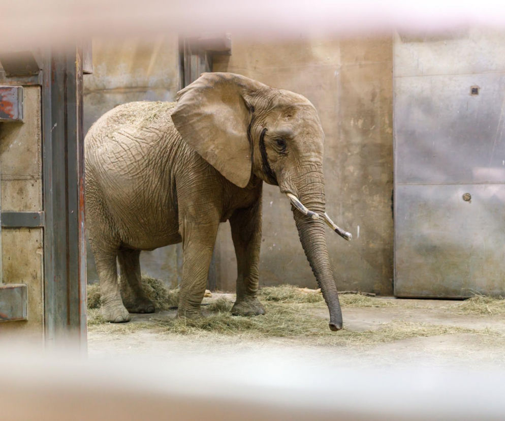 Przyjechały z Niemiec, by dołączyć do poznańskiego stada. Trzy słonice są już w zoo
