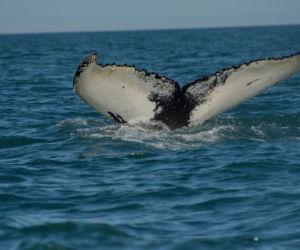 Humbak umiera w Bałtyku. „To wyjątkowa tragedia. Nie możemy już mu pomóc