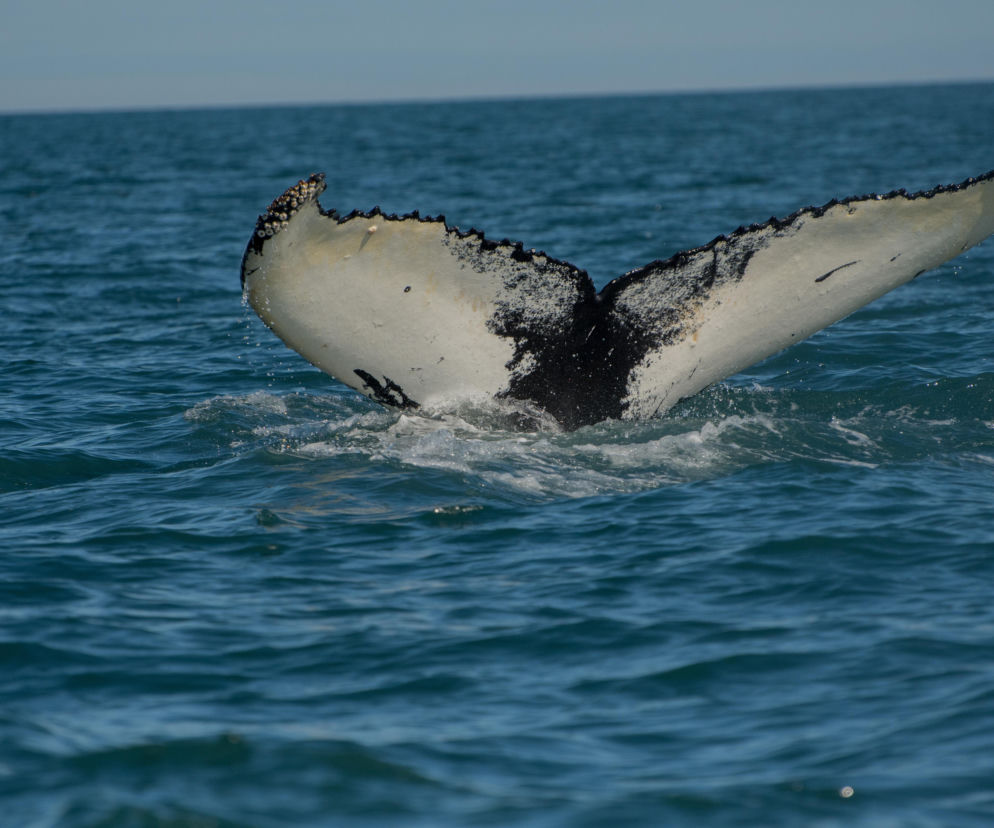 Humbak umiera w Bałtyku. „To wyjątkowa tragedia. Nie możemy już mu pomóc