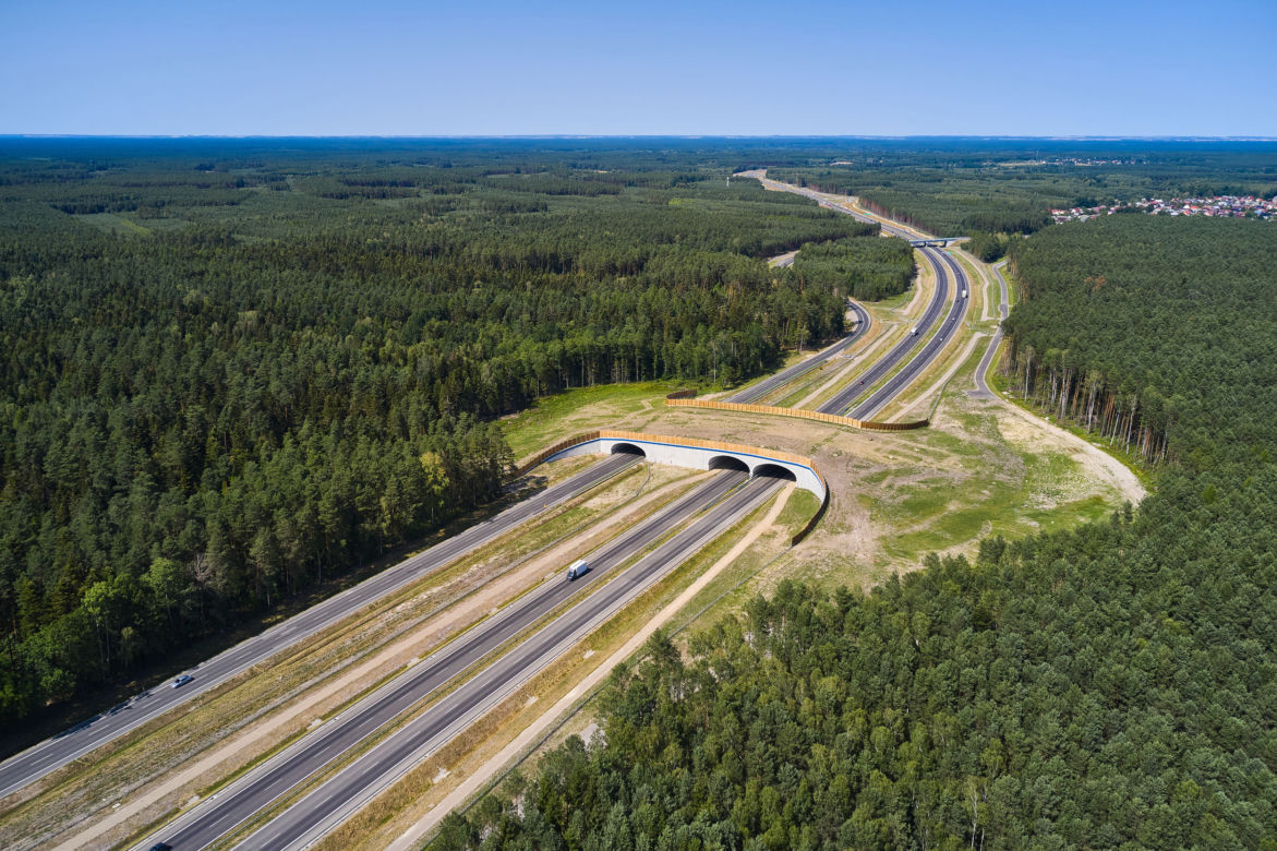 Dzikie zwierzęta przechodzą przez autostrady i trasy szybkiego ruchu