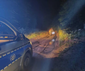 Zgubili się w lesie, gdy ujrzeli ślady niedźwiedzia. Wielka akcja w Bieszczadach
