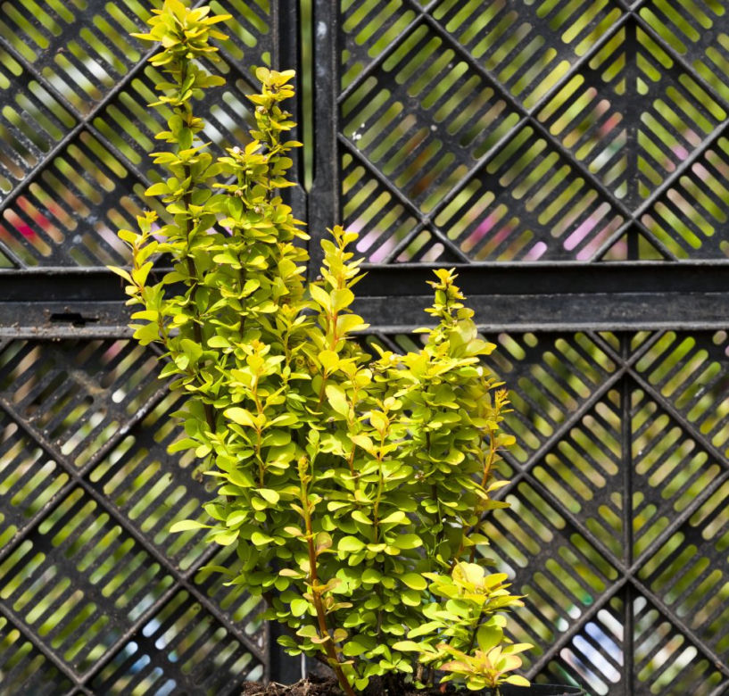 Berberys Thunberga
