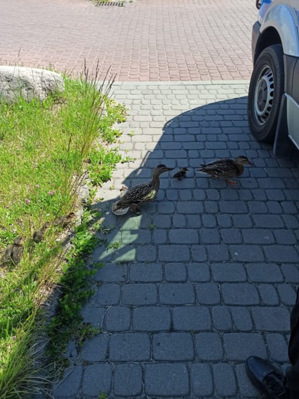 Policjanci z Torunia pomogli kaczej rodzinie. Znalazła się w rejonie ruchliwej ulicy!