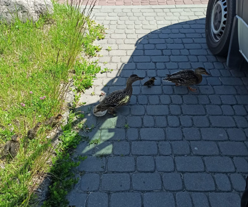 Policjanci z Torunia pomogli kaczej rodzinie. Znalazła się w rejonie ruchliwej ulicy!