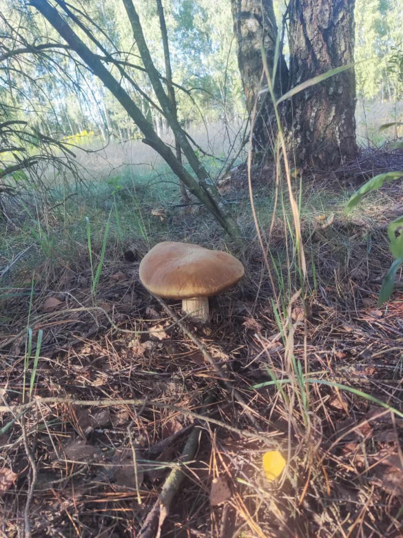 Grzybobranie Podkarpacie