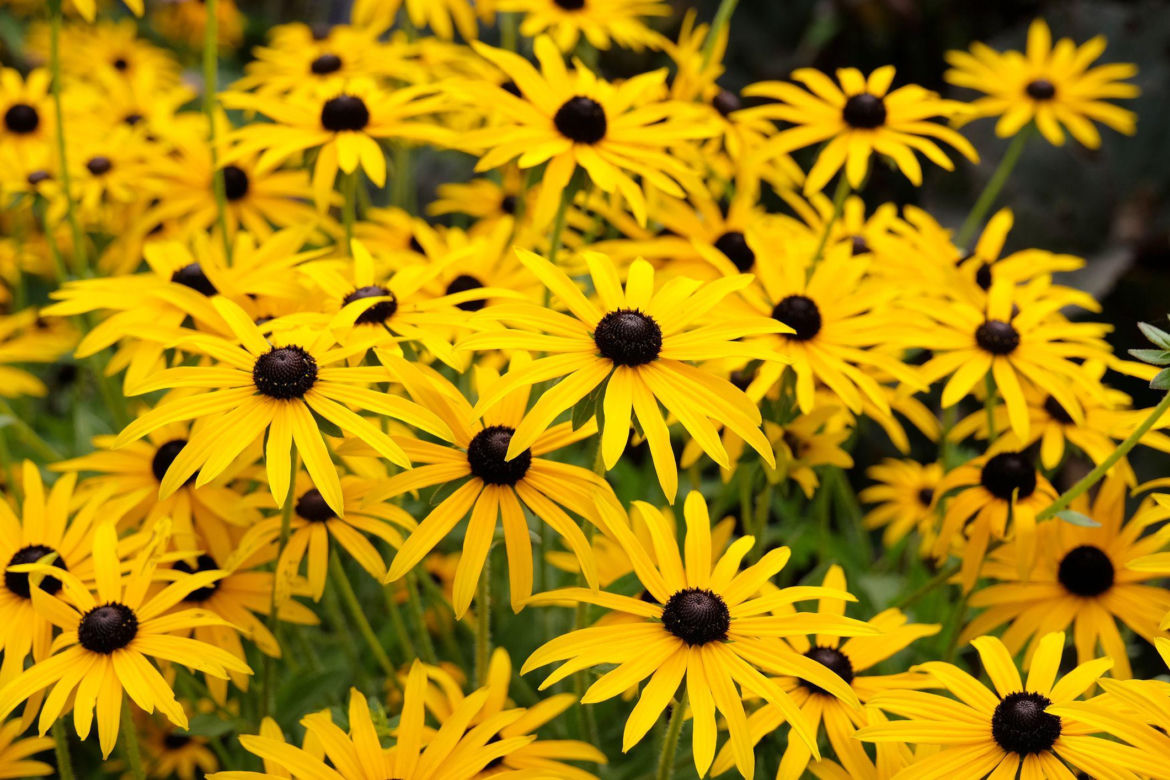 Rudbekia błyskotliwa