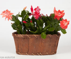 Grudnik (Schlumbergera)