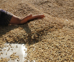 Owies opałowy – czy to opłacalny sposób ogrzewania domu w 2026?