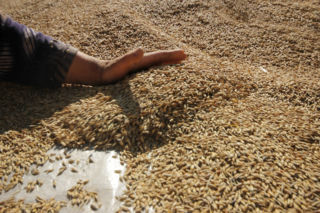 Nie ma węgla, ale jest zboże! Owies na opał sprzedaje się jak świeże bułeczki