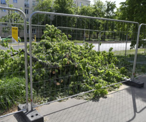 Wycinka drzew na Mokotowie. Mieszkańcy zbulwersowani, tramwajarze uspokajają