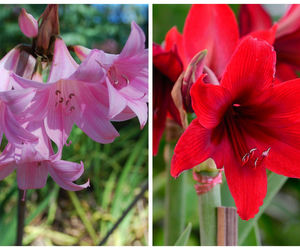 Czym się różni amarylis od hippeastrum?