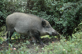 ASF dziesiątkuje dziki. Żołnierze WOT przeszukują tereny powiatu
