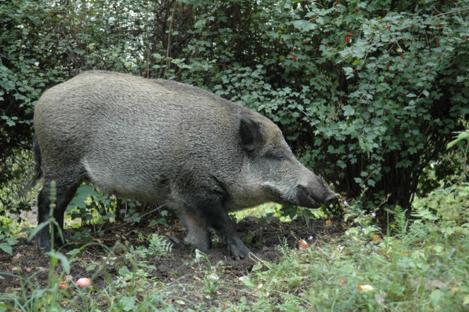 ASF dziesiątkuje dziki. Żołnierze WOT przeszukują tereny powiatu
