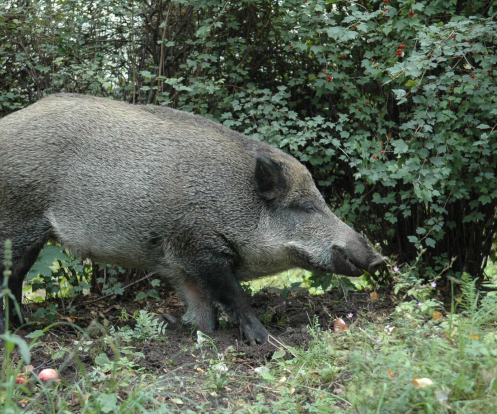 Ekipy z psami przeszukują lasy koło Piotrkowa. Sprawdzają, czy wirus ASF nie rozprzestrzenił się dalej