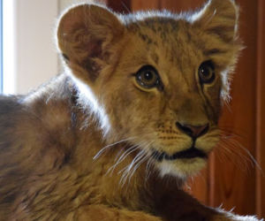 Dwa małe lwy przyjęte do poznańskiego zoo