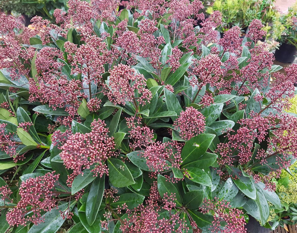 Skimia japońska 'Rubella'
