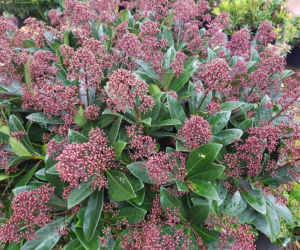 Skimia japońska 'Rubella'