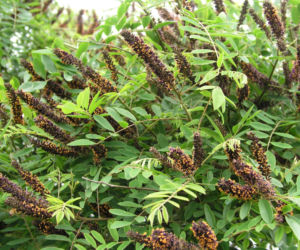 Amorfa krzewiasta (Amorpha fruticosa)