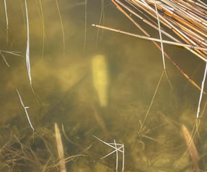 Siedleccy wędkarze chcą posprzątać okolice zalewu. Pomożecie?