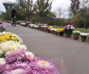 Dwa tysiące chryzantem ozdobiło park w Tarnowie