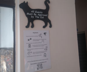 Kot Cafe