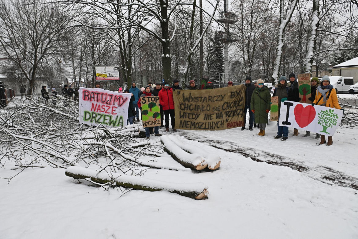 "Zostawcie drzewa w spokoju". Mieszkańcy Wołomina protestują przeciwko wycince 