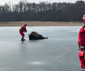 Żubrzyca utknęła na lodzie