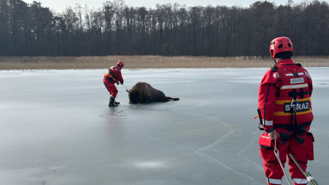 Żubrzyca utknęła na lodzie
