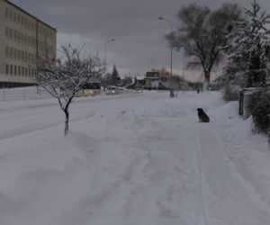 Zima w Białymstoku w 2019 roku