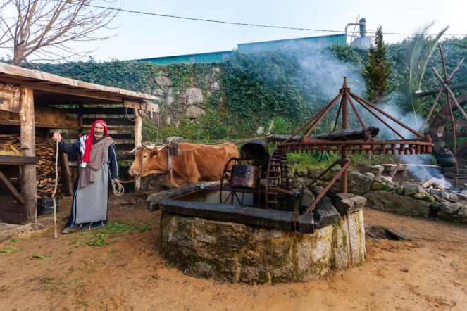 Największa żywa szopka bożonarodzeniowa w Europie