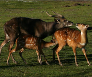Sitatungi - to piękne antylopy. A w oliwskim zoo sitatungi słyną z wyjątkowo licznych przychówków – łącznie z dwoma nowo narodzonymi sitatungami, rodzina liczy już 14 osobników