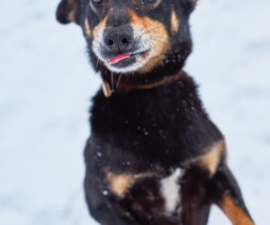 Kaufland wspólnie na rzecz zwierząt