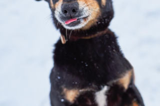 Kaufland wspólnie na rzecz zwierząt