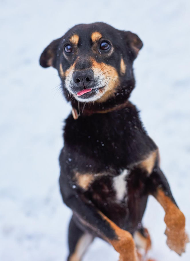 Kaufland wspólnie na rzecz zwierząt