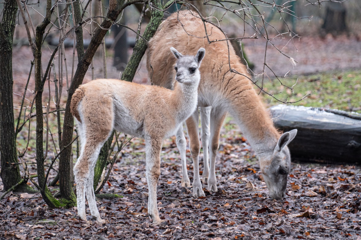 We wrocławskim zoo urodziło się małe gwanako