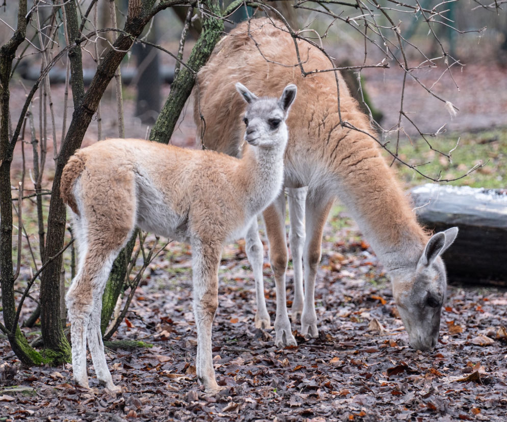 We wrocławskim zoo urodziło się małe gwanako