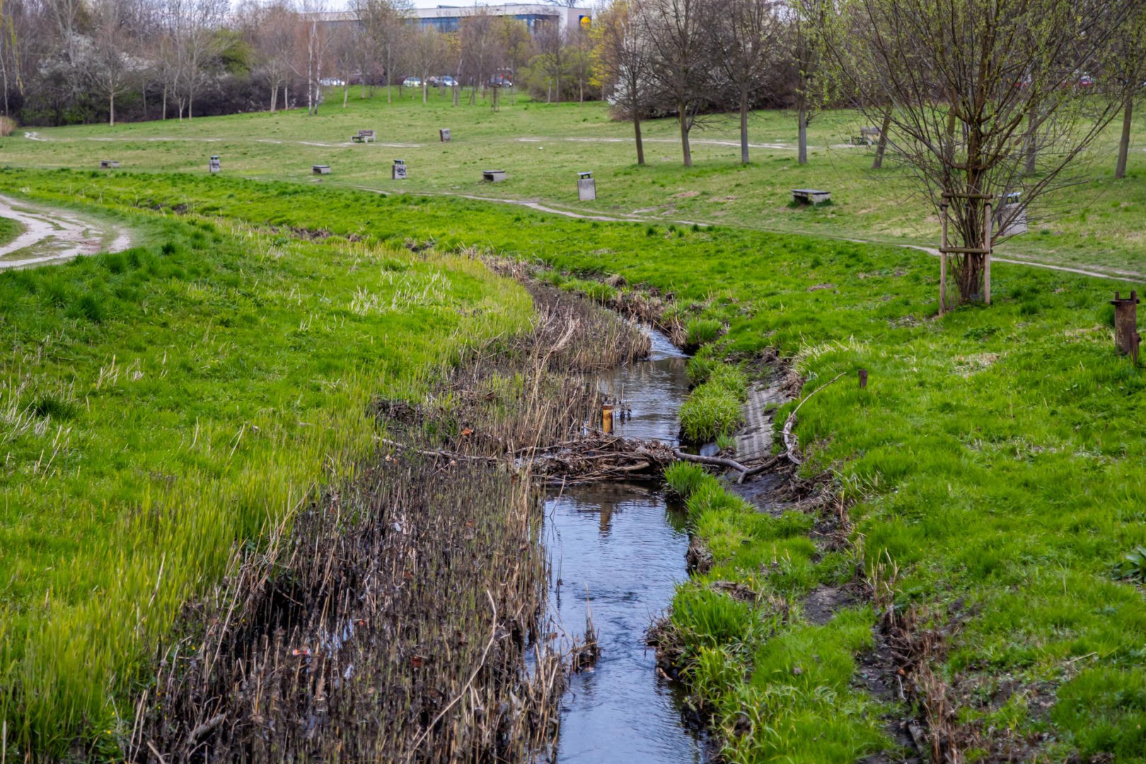 Bobrowe tamy na Potoku Służewieckim w Warszawie