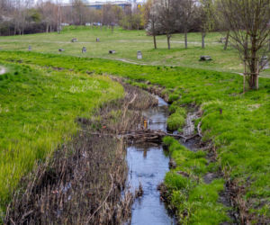 Bobrowe tamy na Potoku Służewieckim w Warszawie