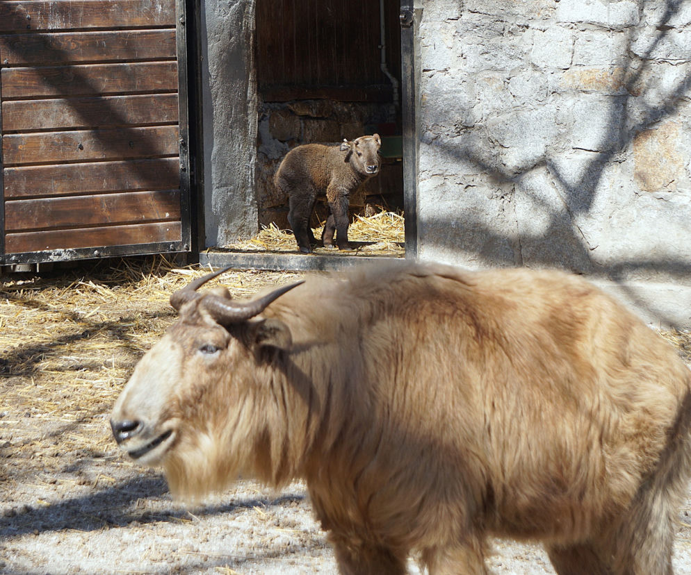 We wrocławskim zoo urodził się drugi w Polsce takin złoty