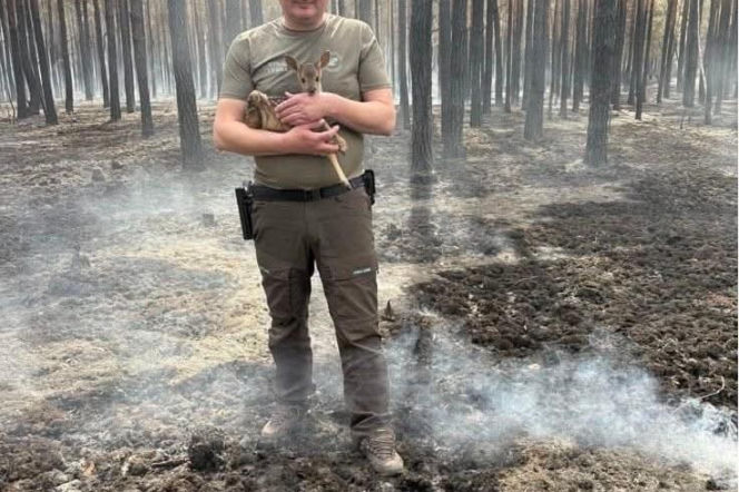 Uratowali z pożaru koźlę sarny