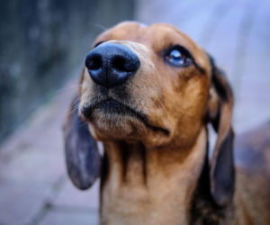 Bezduszna Roksana zostawiła jamnika w aucie bez wody i jedzenia. Weterynarz: „Stan utrzymania 1/5”