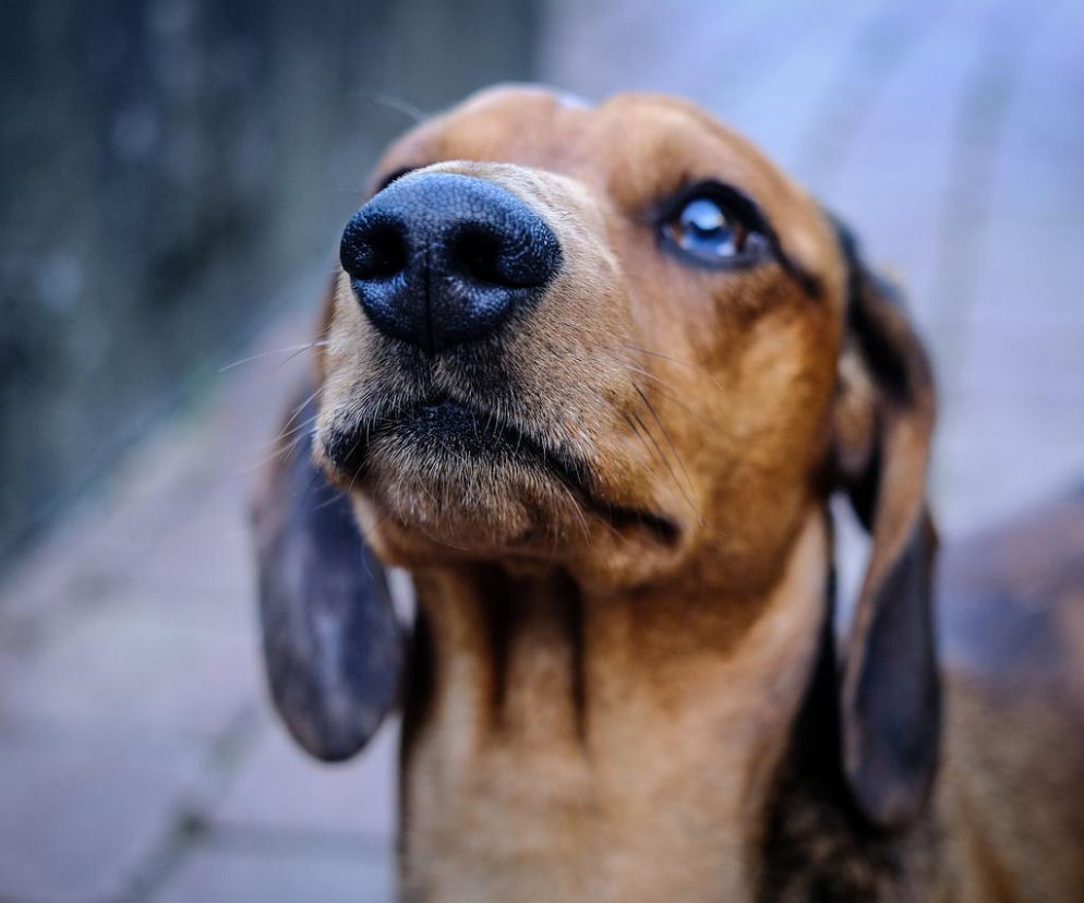 Roksana J. zostawiła jamnika w aucie bez wody i jedzenia. Weterynarz: „Stan utrzymania 1/5”