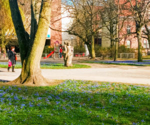 Cebulice kwitną w Szczecinie