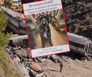 Pies ocalał z katastrofy w Hiszpanii. Trwają poszukiwania