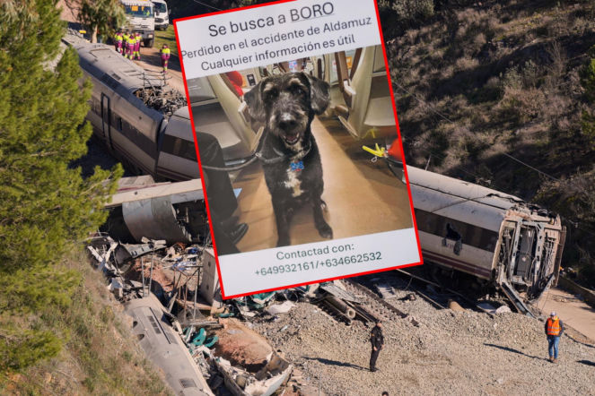 Pies zaginął po katastrofie w Hiszpanii. Nadeszły przełomowe wieści