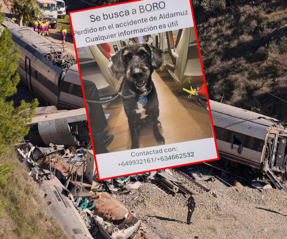 Pies ocalał z katastrofy w Hiszpanii. Trwają poszukiwania