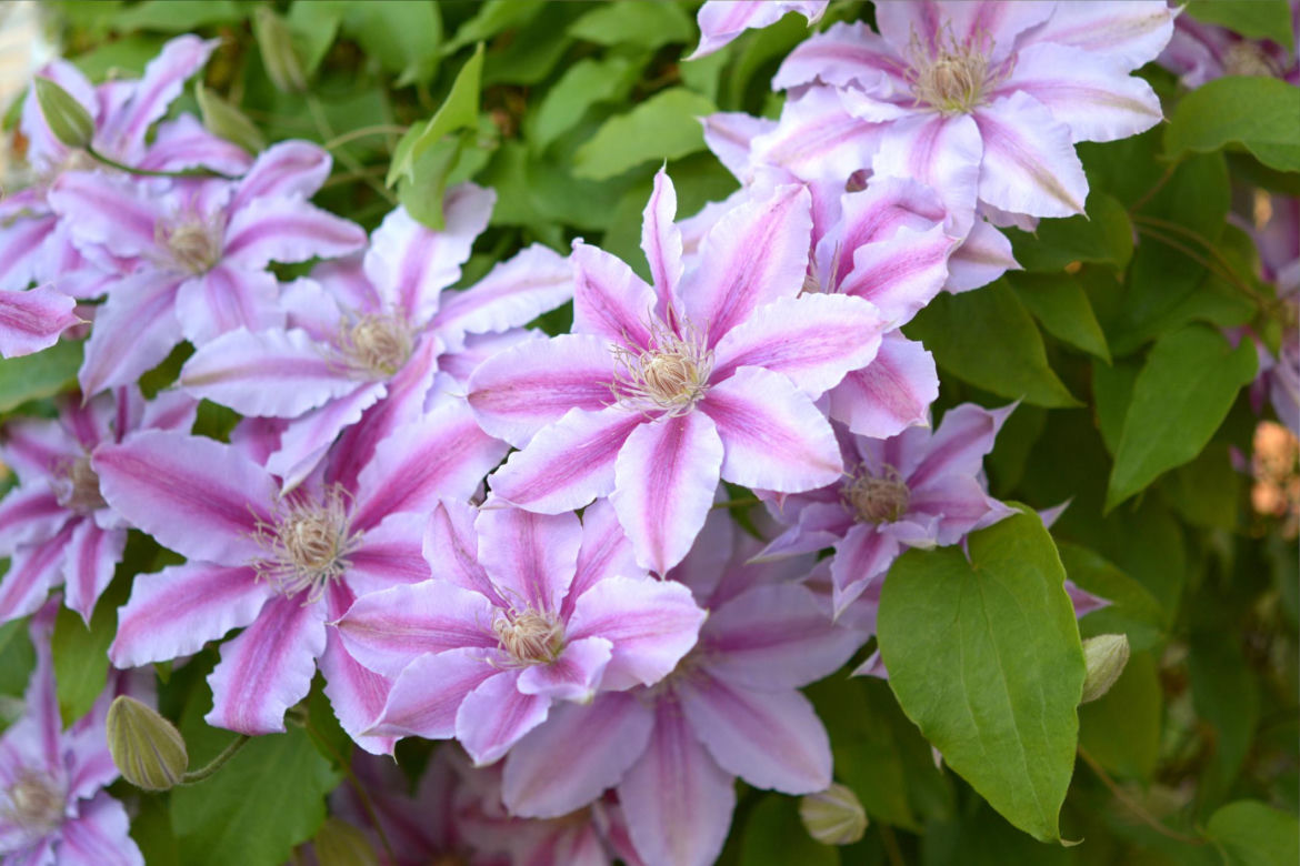 Powojnik (Clematis)